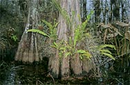 Tensas River