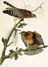 Audubon : buse  paulettes