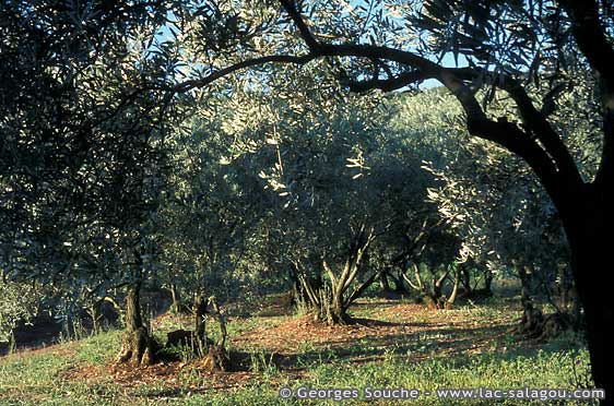 Les oliviers du Salagou